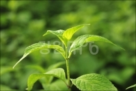 솔돌정보화마을 산수국차