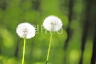 백두대간 약초마을 민들레 