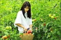 솔돌정보화마을 토마토