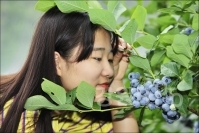 술빛고을 정보화마을 블루베리 