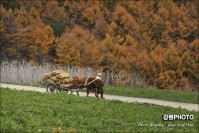 2014 정선아리랑문화 촬영회 