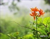 7월의 함백산 만항재 야생화 