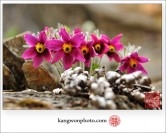 신동읍 동강쳐녀꽃