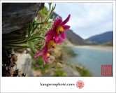 신동읍 동강쳐녀꽃