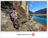 신동읍 동강쳐녀꽃