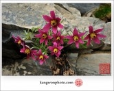 신동읍 동강쳐녀꽃