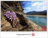 신동읍 동강쳐녀꽃