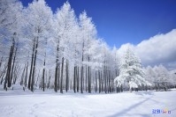 고한읍 만항재 겨울상고대