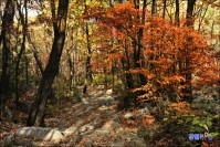 사북읍 두위봉 주목군락지 가는길 