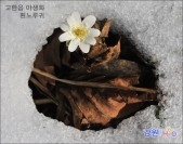 만항재 흰노루귀