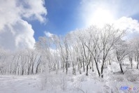 고한읍 만항재 상고대 