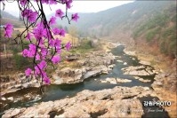 진달래핀 구미정 