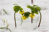 만항재 한계령풀