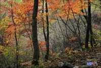 사북읍 두위봉 주목군락지 가는길 풍경