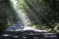 고한읍 만항재 사계 