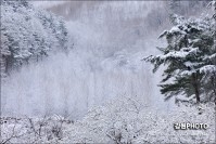 남면 유평리 자작나무숲