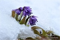 만항재 쳐녀치마
