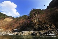 오장폭포계곡 진달래 