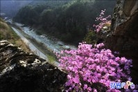 소금강 진달래