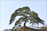 정선읍 가수8경 오송정 찿아서 