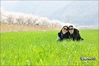 벗꽃의 아름다운 정취 