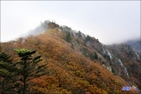 사북읍 두위봉 주목군락지 능선 