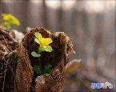 만항재 금괭이밥