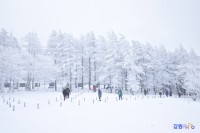 고한읍 만항재 상고대 