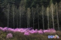 진달래 동산