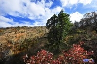 사북읍 두위봉 주목 군락지 