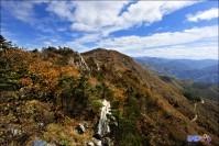 사북읍 두위봉 주목군락지 능선