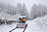 정선레일바이크