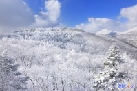 고한읍 만항재 상고대