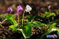 고한읍 만항재 흰 얼레지 