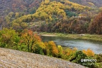 감이 무르익어가는 동강 