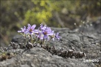 귤암리 마지막 열정 
