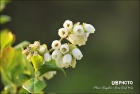 정선 블루베리 농장 