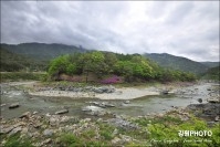 숙암계곡 철쭉 