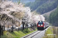 정선아리랑열차 