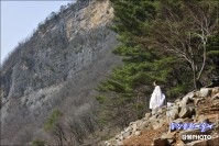 정선아리랑 소달구지 시연 