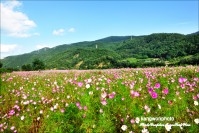 코스모스 만발한 북평면 