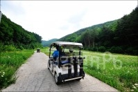 샤스타데이지꽃