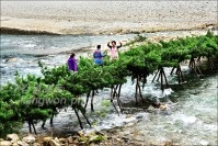 가수 8경 섶다리 