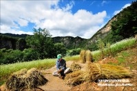 동강메밀꽃축제 원두막초가 이엉올리기 