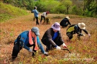 지역경제과 농촌일손돕기 