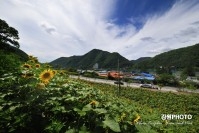 신동읍 해바라기 