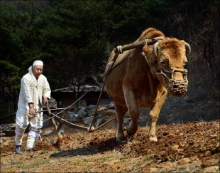 입선 / 정선밭갈이 / 반만식